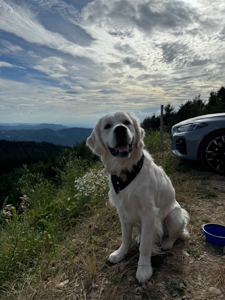 Hundetreffen-Buddy sucht Spielkameraden-Profilbild