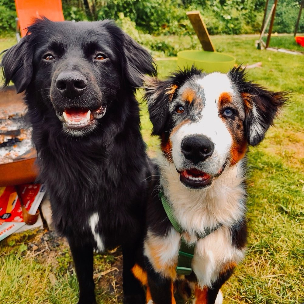 Hundetreffen-Spaziergänge und Play-Dates-Profilbild