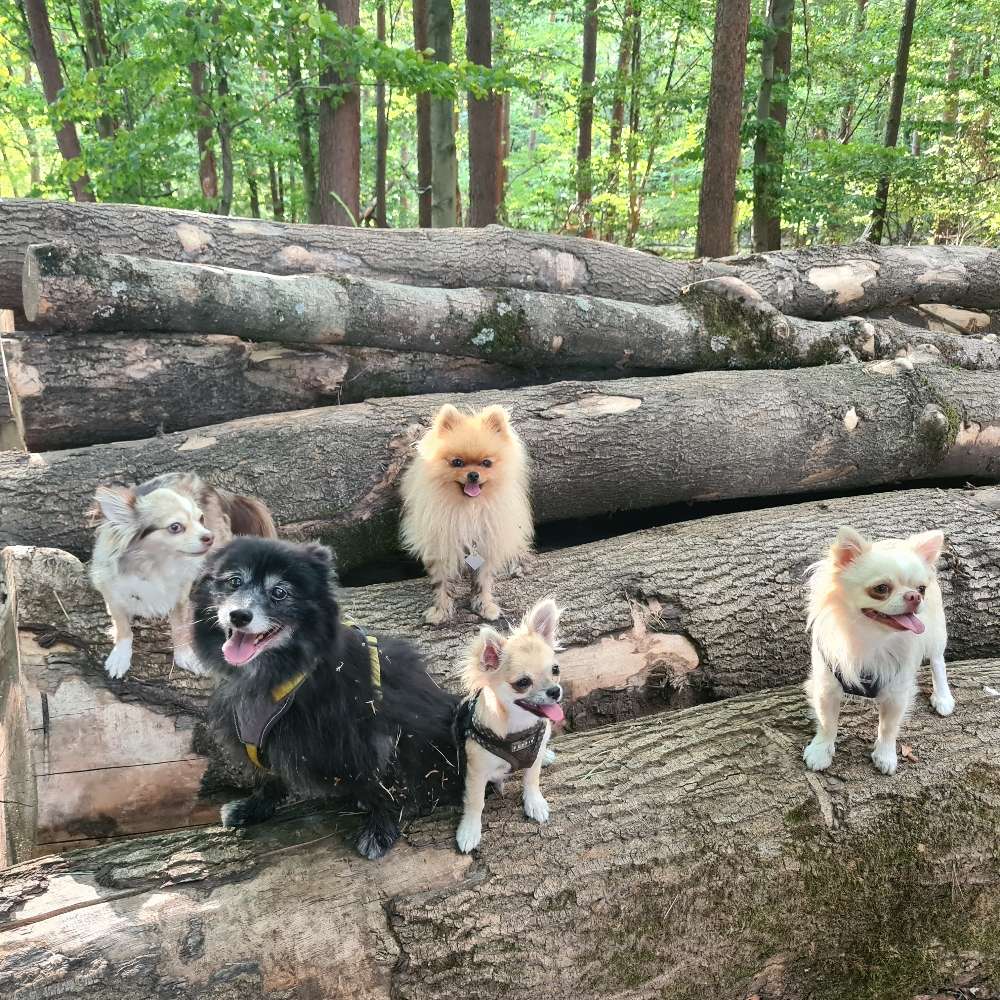 Hundetreffen-❤🐶Kleinhundetreff🐶❤-Profilbild