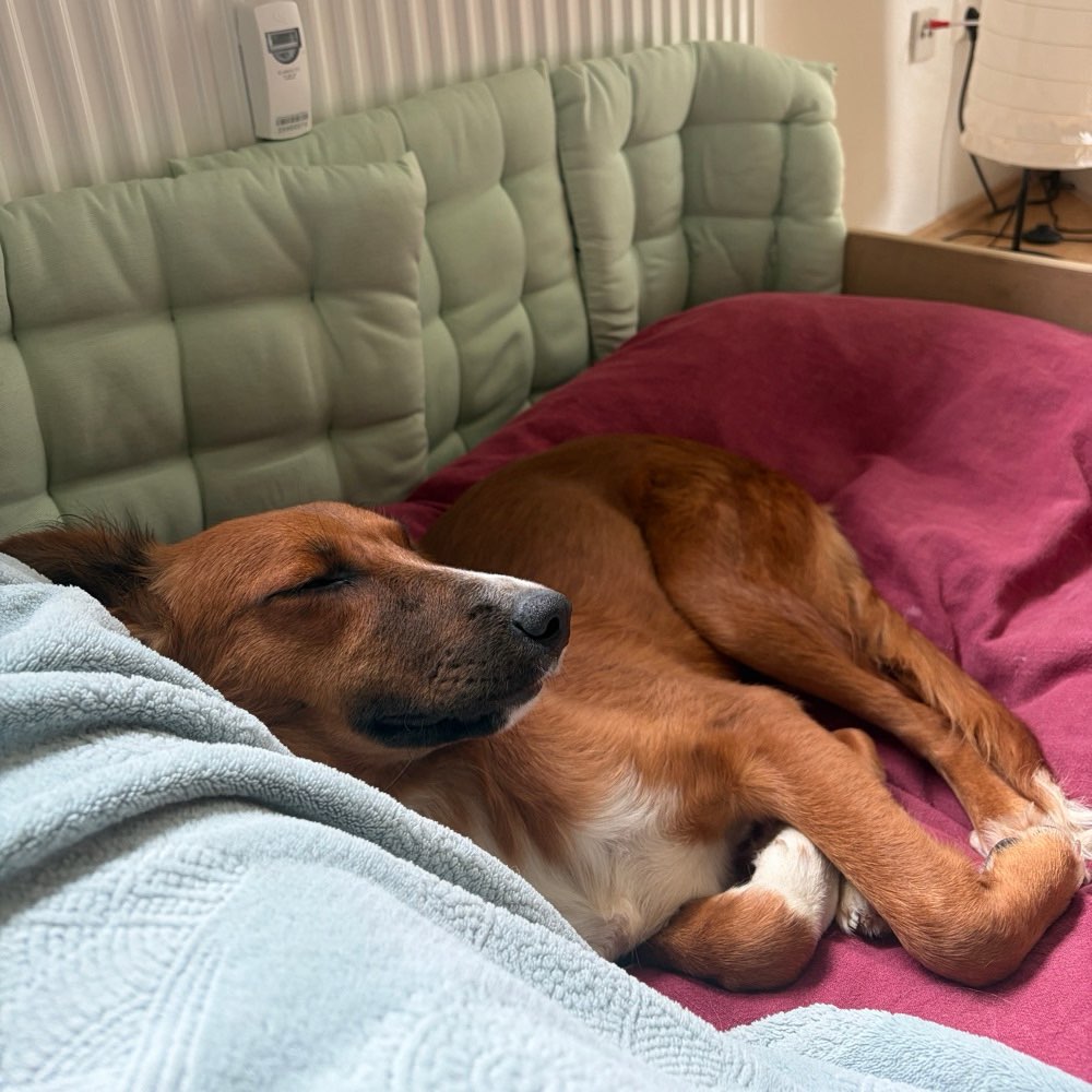 Hundetreffen-Spieltreffen-Profilbild