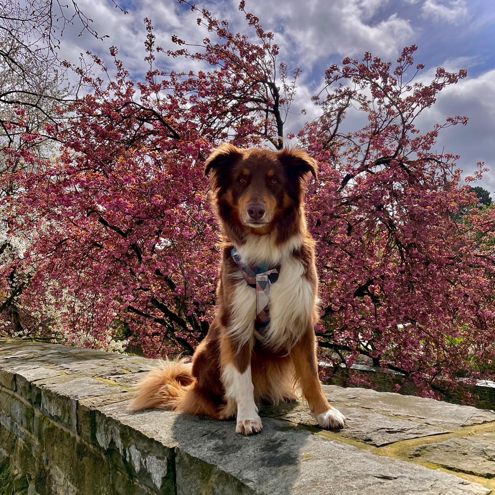 Hundetreffen-Kontrollierte Spaziergänge in Hundegesellschaft-Profilbild