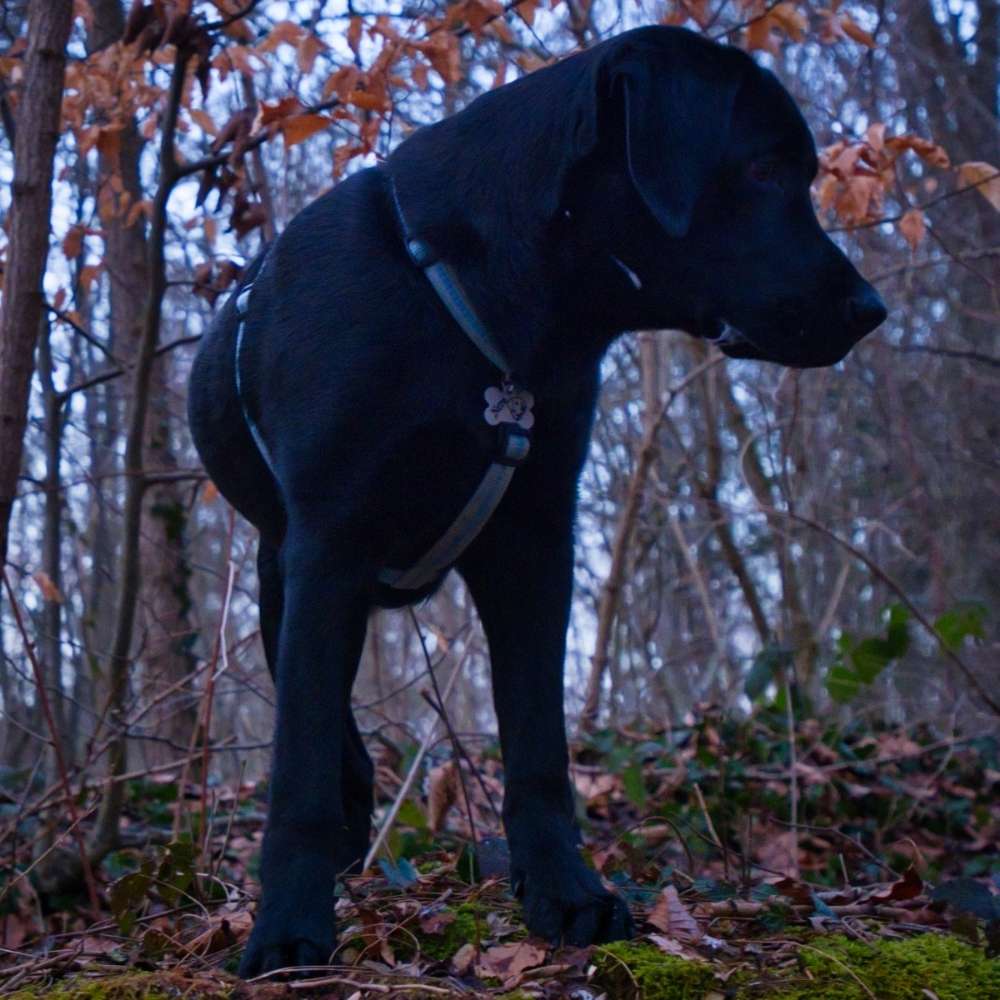 Hundetreffen-Nero sucht Freunde 🐕-Profilbild