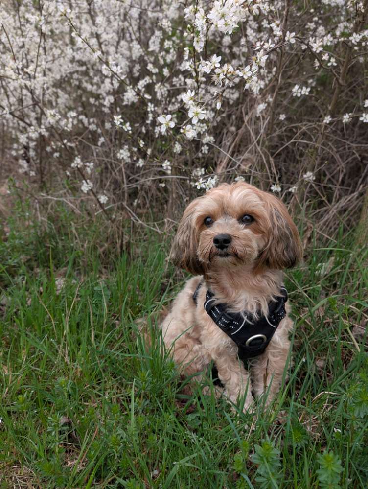 Hundetreffen-Spiel- und/oder Gassipartner gesucht-Profilbild