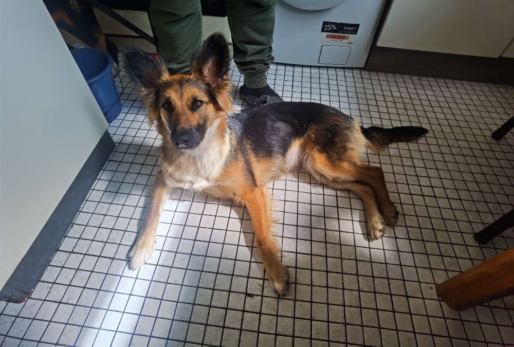 Hundetreffen-Hunde auslasten lassen, am besten mit viel energie und zeit-Profilbild