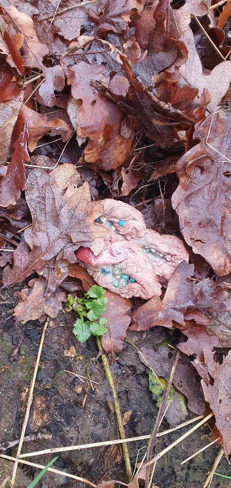 Giftköder-Fleisch mit blauem Granulat !-Profilbild