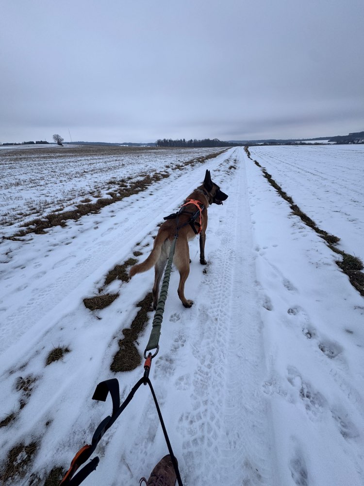Hundetreffen-Canicross-Partner-Profilbild