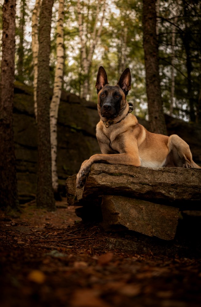 Hundetreffen-Suche Hundekontakte für Begegnungstraining-Profilbild