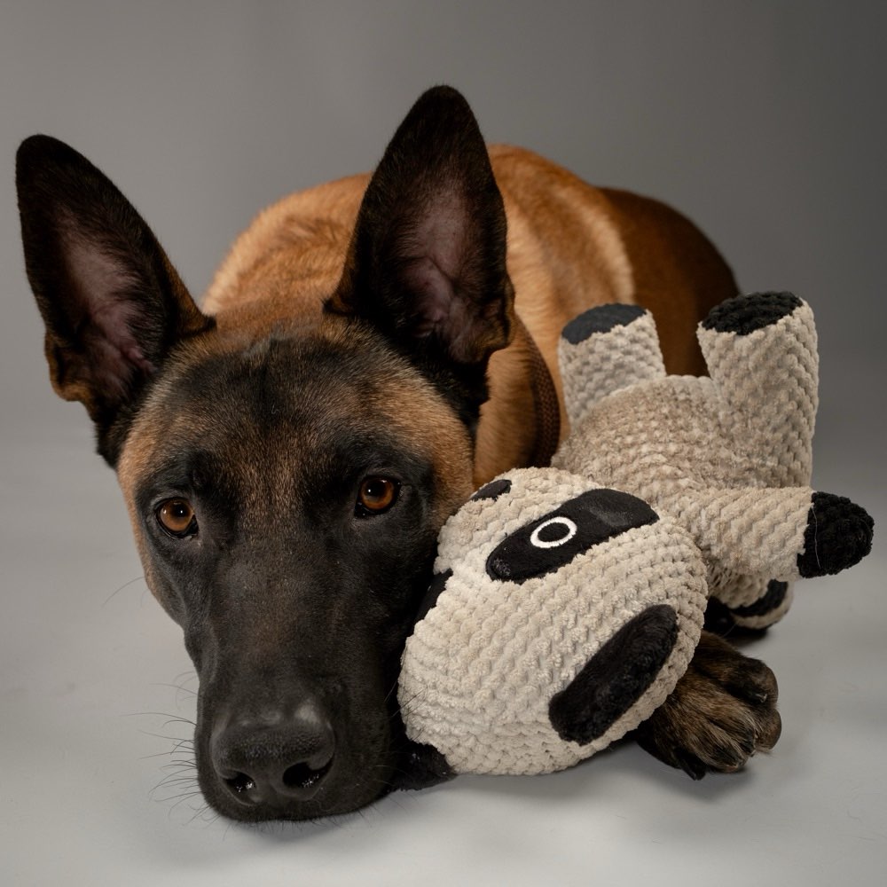 Hundetreffen-Suche Hundekontakte für Begegnungstraining-Profilbild