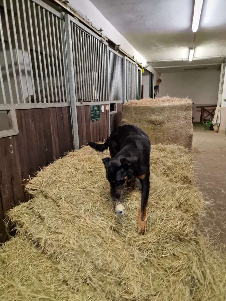 Hundetreffen-Spielkamerad/in-Profilbild