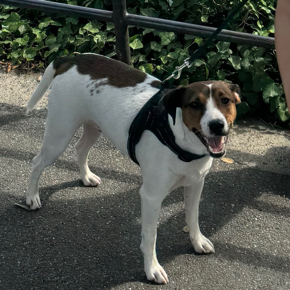 Hundetreffen-Spielrunde-Profilbild