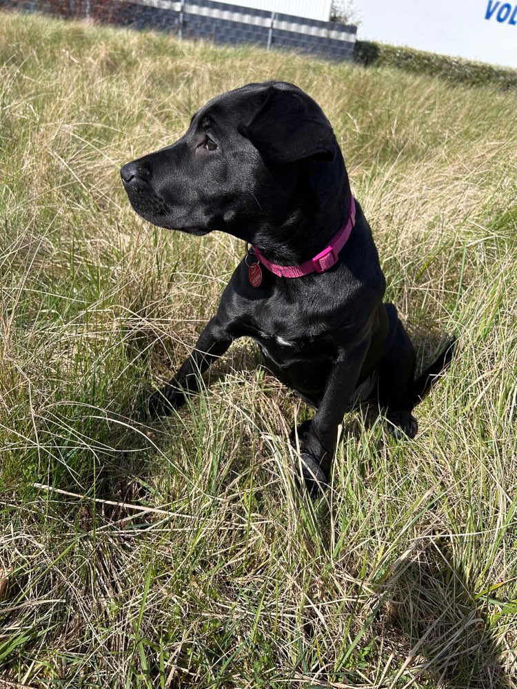 Hundetreffen-Ruby sucht Kumpel/ Kumpeline zum auspowern 😊-Profilbild