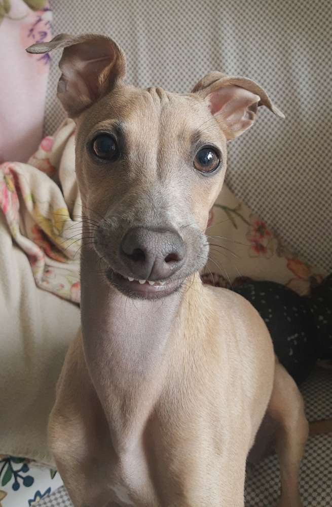 Hundetreffen-Windhund Treff Spandau /Staaken-Profilbild