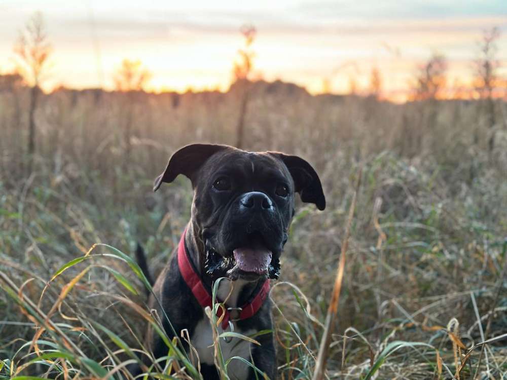 Hundetreffen-Gassitreffen, Spielfreund gesucht-Profilbild