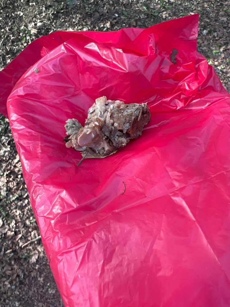 Giftköder-Knochen (Reste)-Profilbild