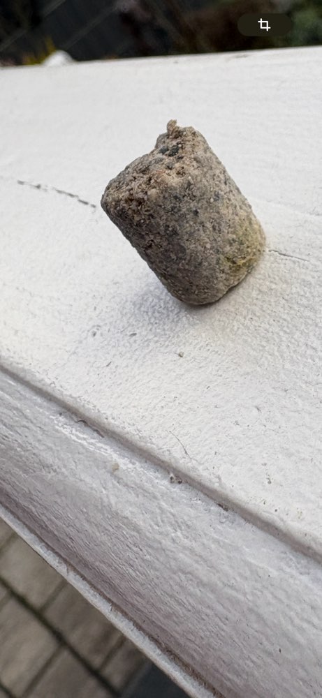 Giftköder-Giftköder aussehend wie Stein-Profilbild