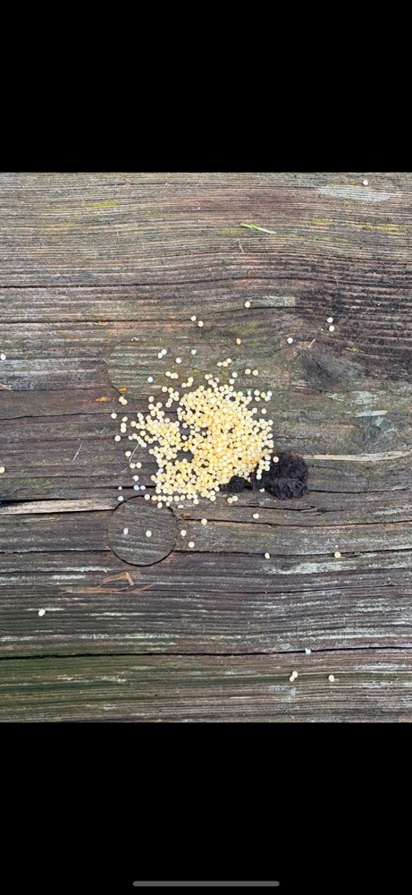 Giftköder-Giftköder??-Profilbild