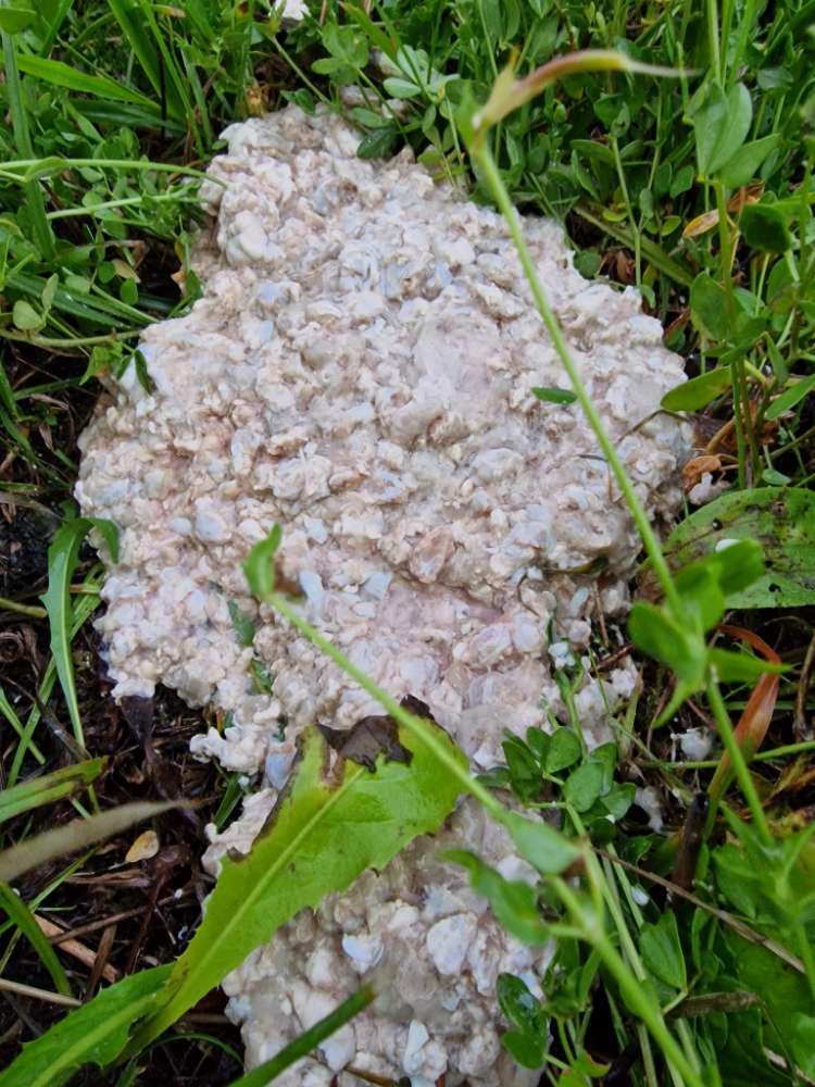 Giftköder-Brot mit Rattengift+Gammelfleisch bei3C-Profilbild