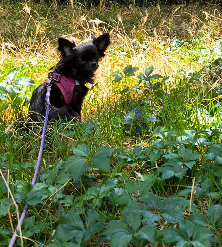 Hundetreffen-Zusammen spazieren gehen-Profilbild