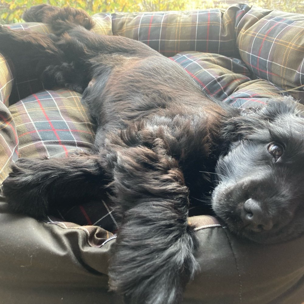 Hundetreffen-Hundetreffen, Spielen, Welpentreffen, Gassirunde-Profilbild