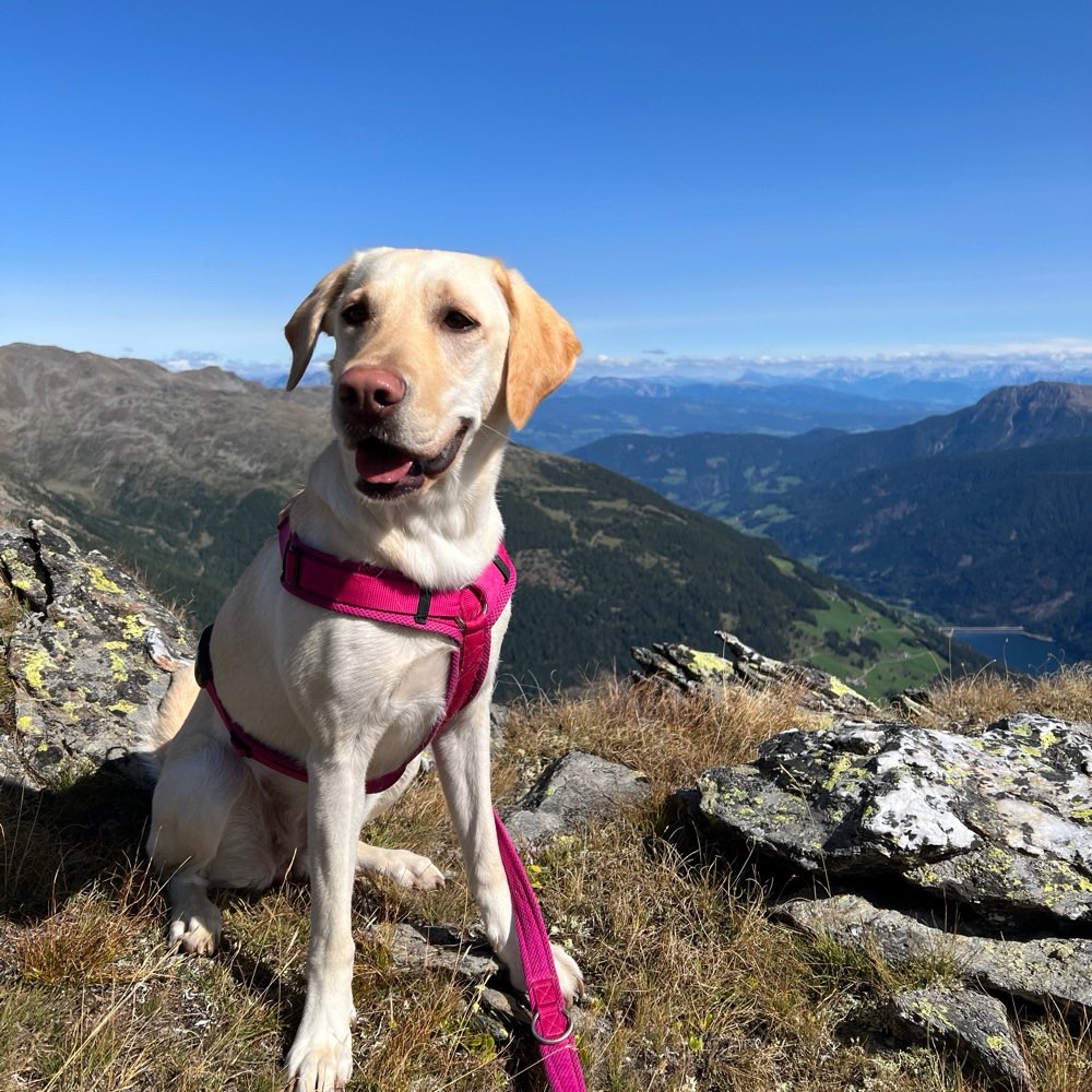 Hundetreffen-Hundewiese Herzogenried-Profilbild