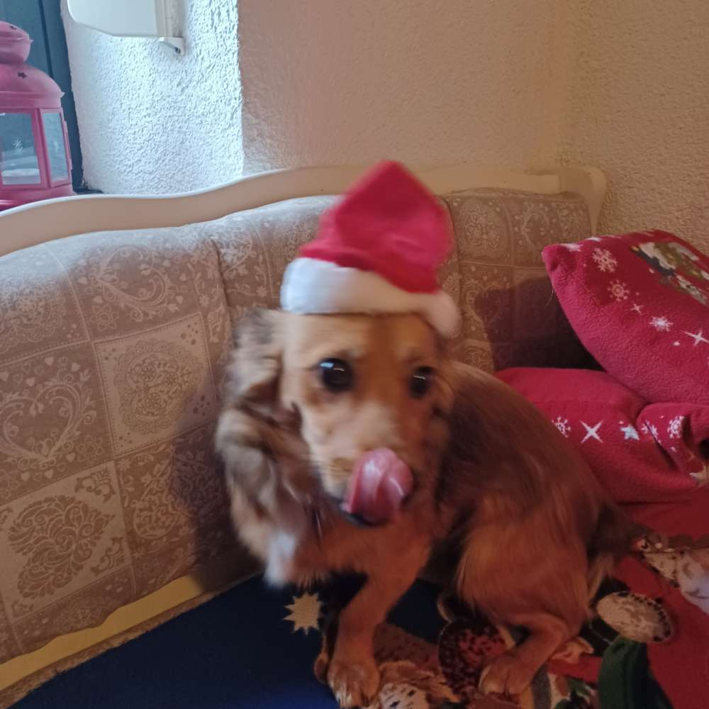 Hundetreffen-Treffen zum spielen-Profilbild