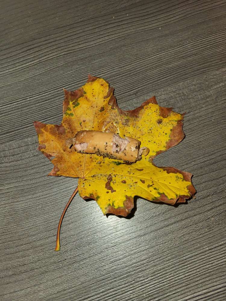 Giftköder-Giftköder-Profilbild