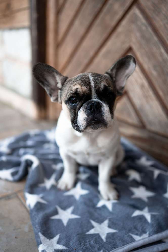 Hundetreffen-Spieltreffen für Junghunde und Welpen-Profilbild