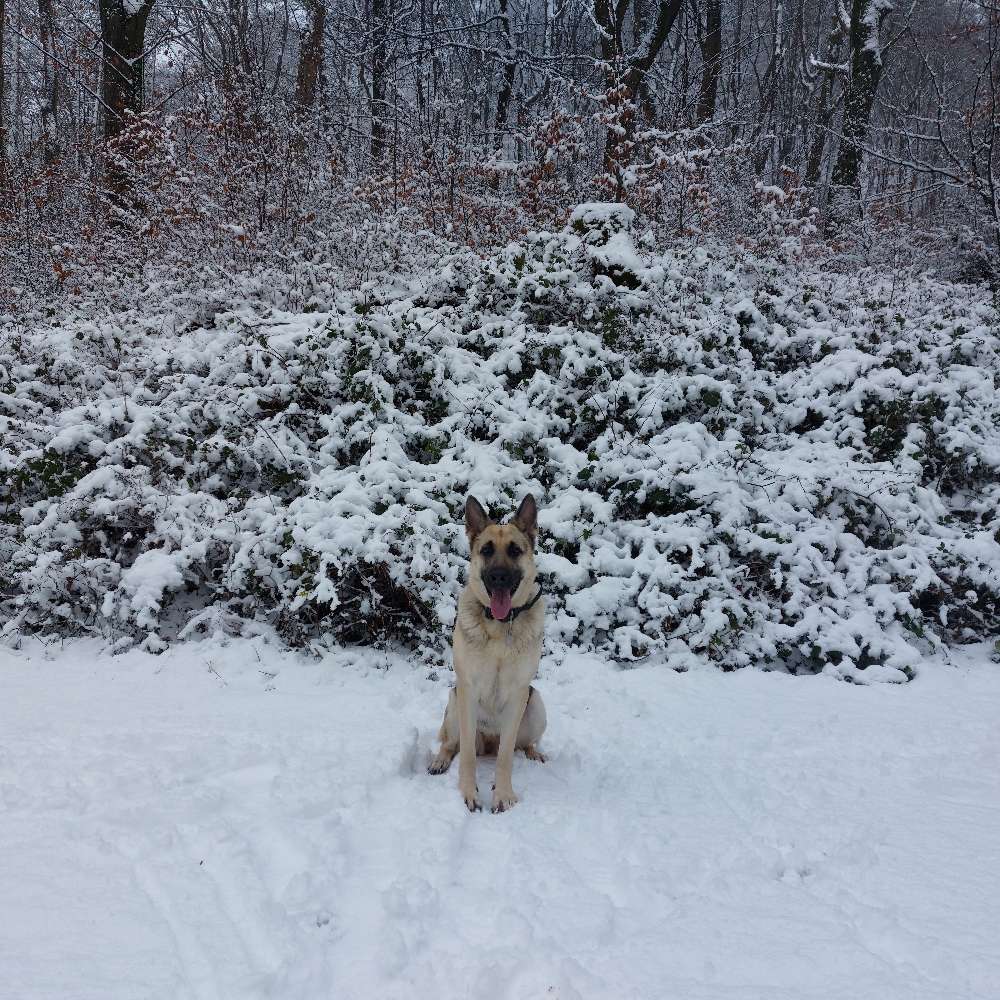 Hundetreffen-Spielfreunde gesucht-Profilbild