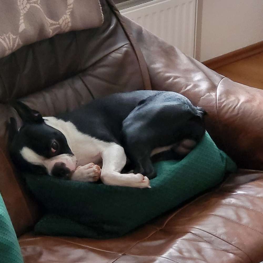 Hundetreffen-Wiesenfeld Romantische Straße-A19-Profilbild