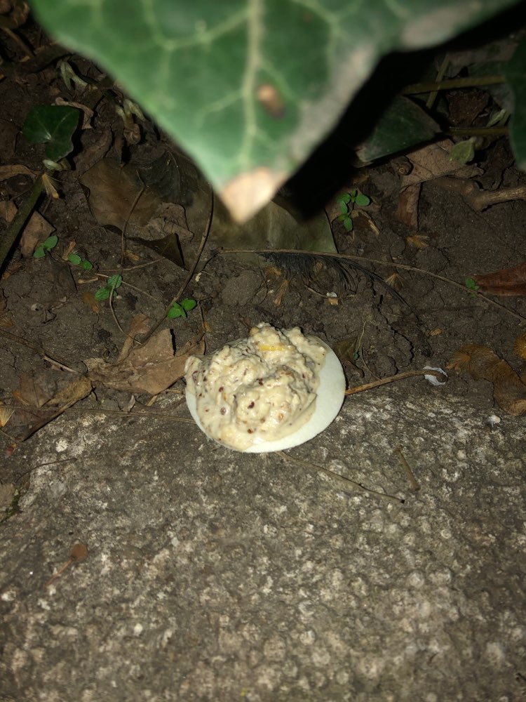 Giftköder-Giftköder-Profilbild