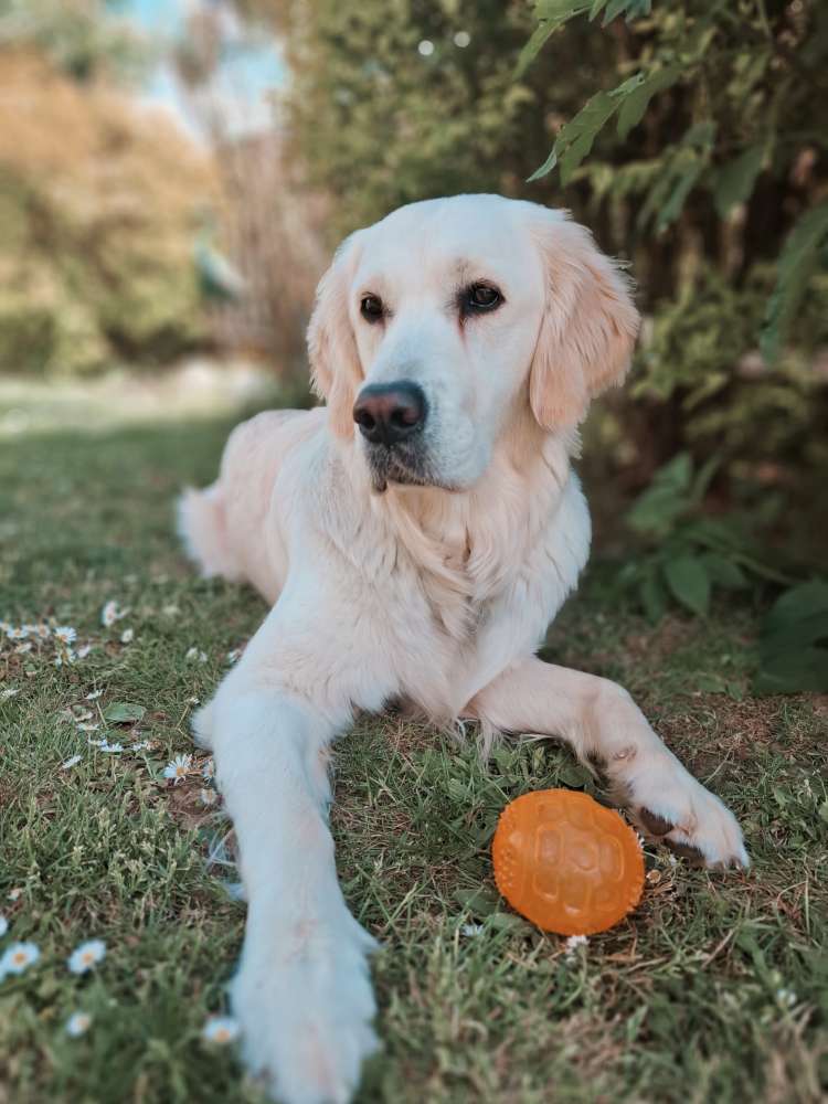 Hundetreffen-Gemeinsamer Spaziergang 🐶-Profilbild