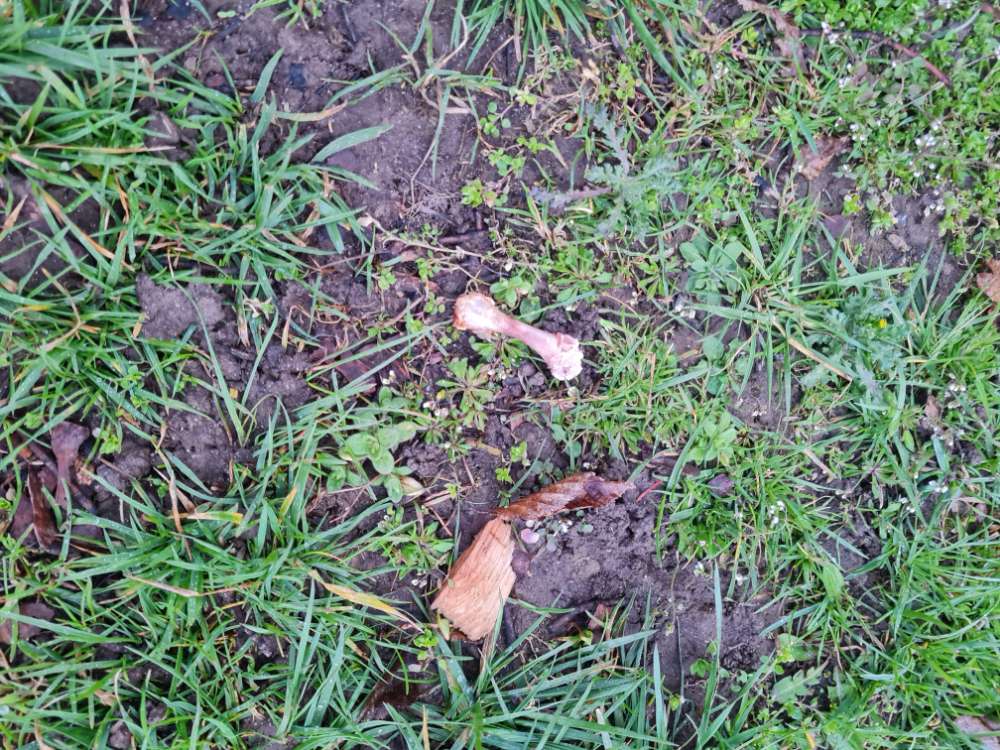 Giftköder-Knochen-Profilbild