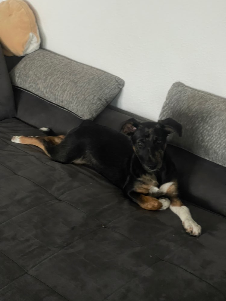 Hundetreffen-Trainingseinheiten-Profilbild