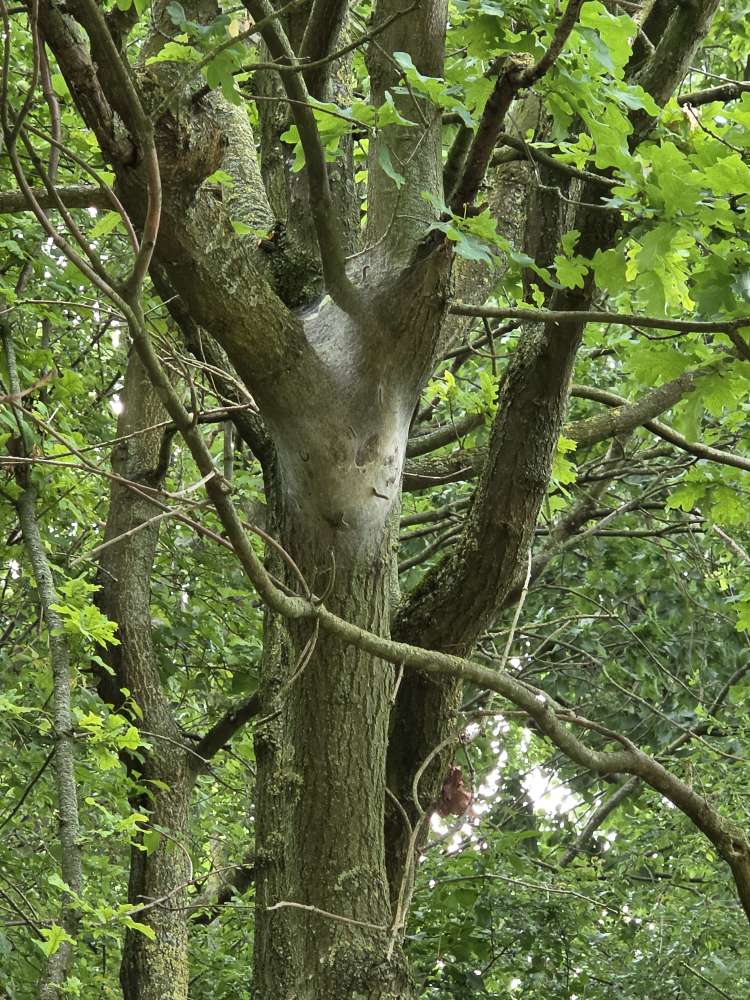 Giftköder-Eichenprozessionsspinner (EPS)-Profilbild