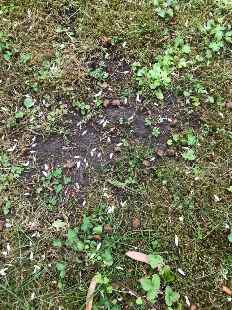 Giftköder-Leckerlis und Blaukorn-Profilbild