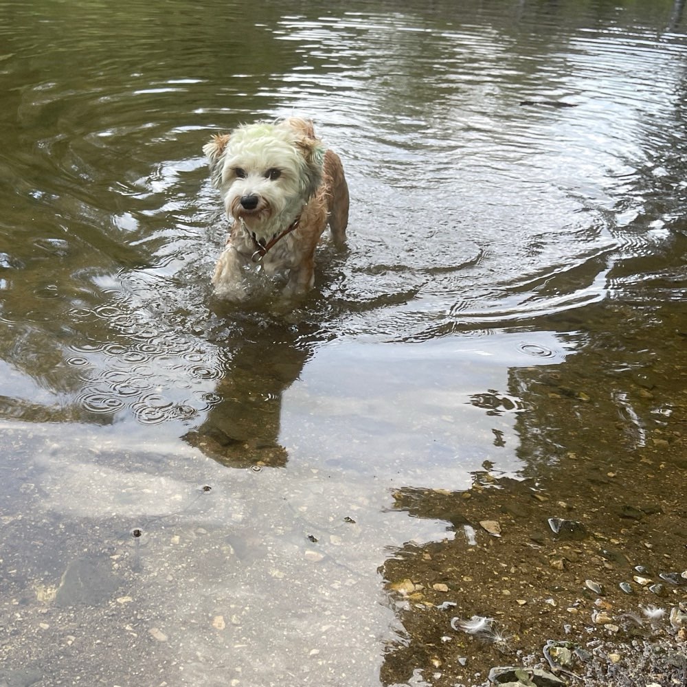 Hundetreffen-Klein-Hunde-Treff ❤️-Profilbild