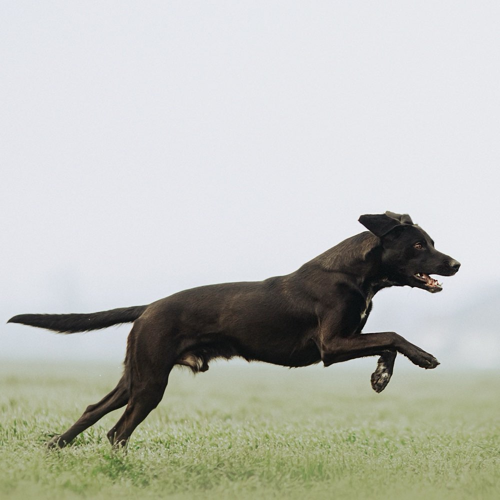 Hundetreffen-Spaziergang-Profilbild