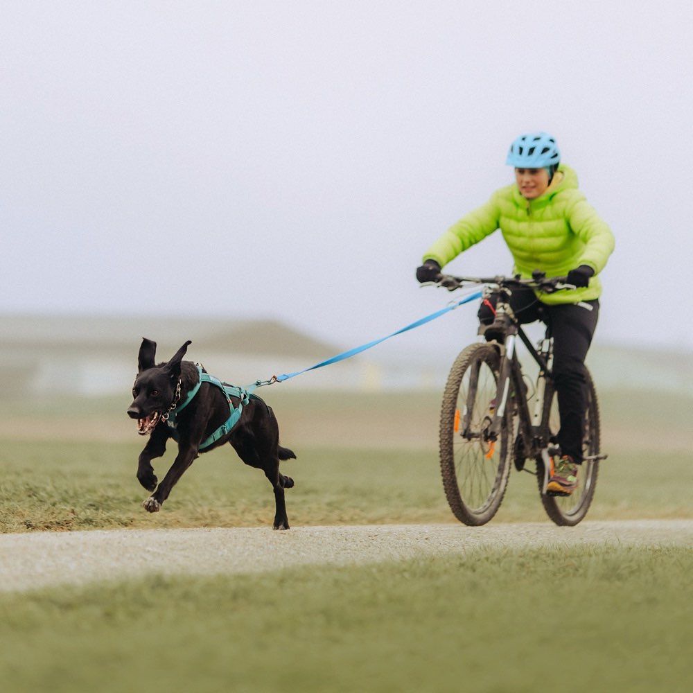 Hundetreffen-Zughundesport- Training-Profilbild