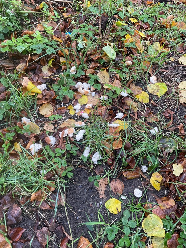 Giftköder-Giftköder-Profilbild