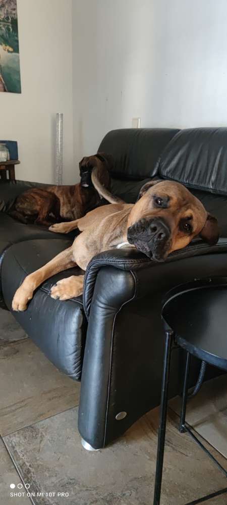 Hundetreffen-Social Walk ohne Kontakt-Profilbild