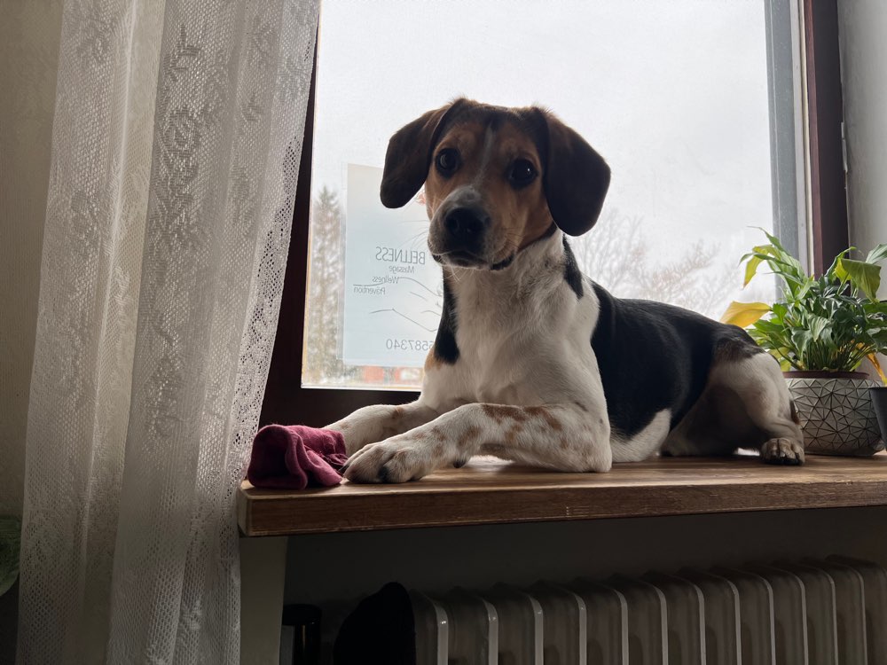 Hundetreffen-Gemeinsame Spaziergänge/ Training-Profilbild