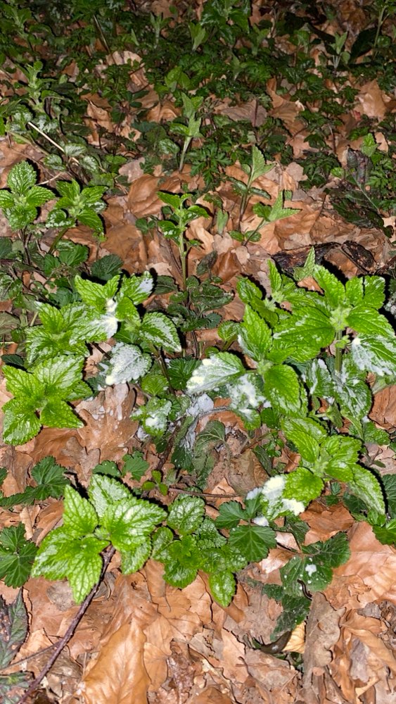 Giftköder-Mögliche Giftköder-Profilbild