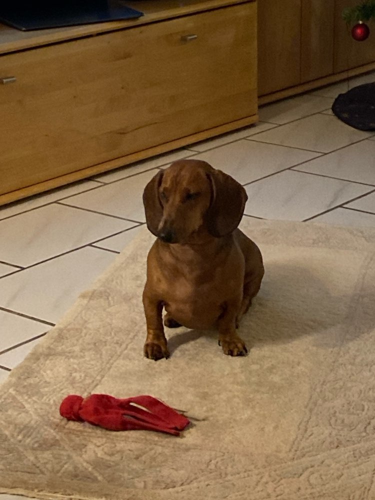 Hundetreffen-Spielen-Profilbild