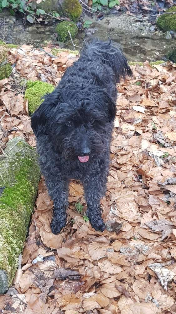 Hundetreffen-Gemeinsam Spazieren gehen-Profilbild