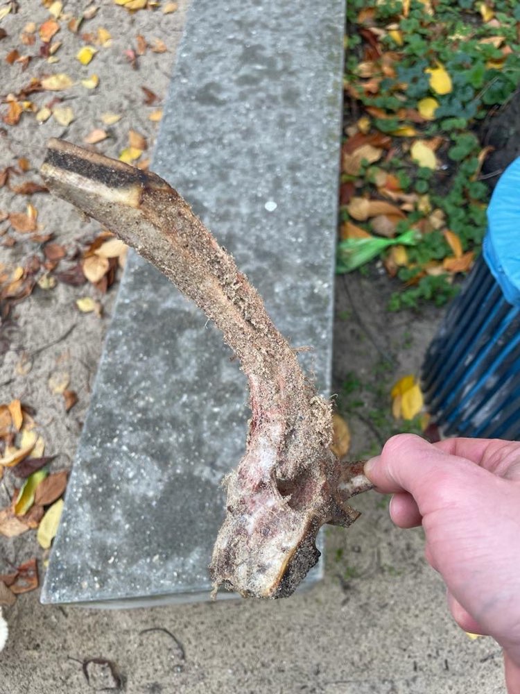 Giftköder-Knochen im Laub versteckt-Profilbild