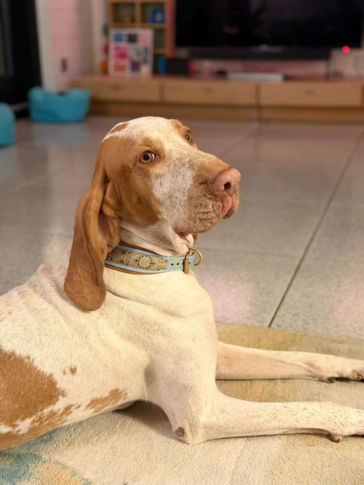 Hundetreffen-Suche Sozialkontakte für meine Hündin 🙂-Profilbild