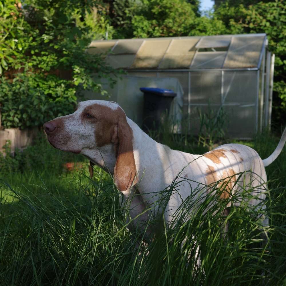 Hundetreffen-Spielfreunde gesucht 🤗-Profilbild