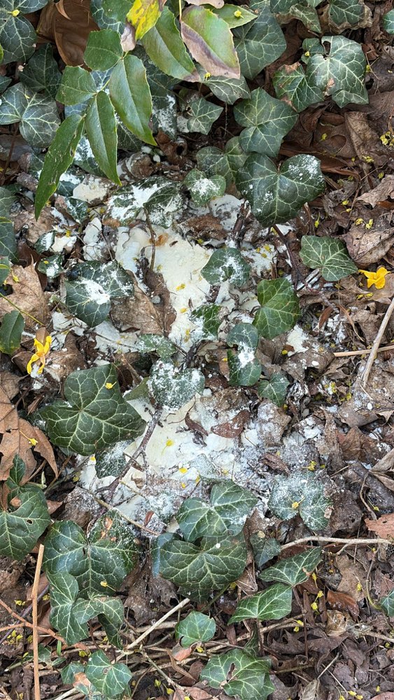 Giftköder-Eventuell Rattengift-Profilbild