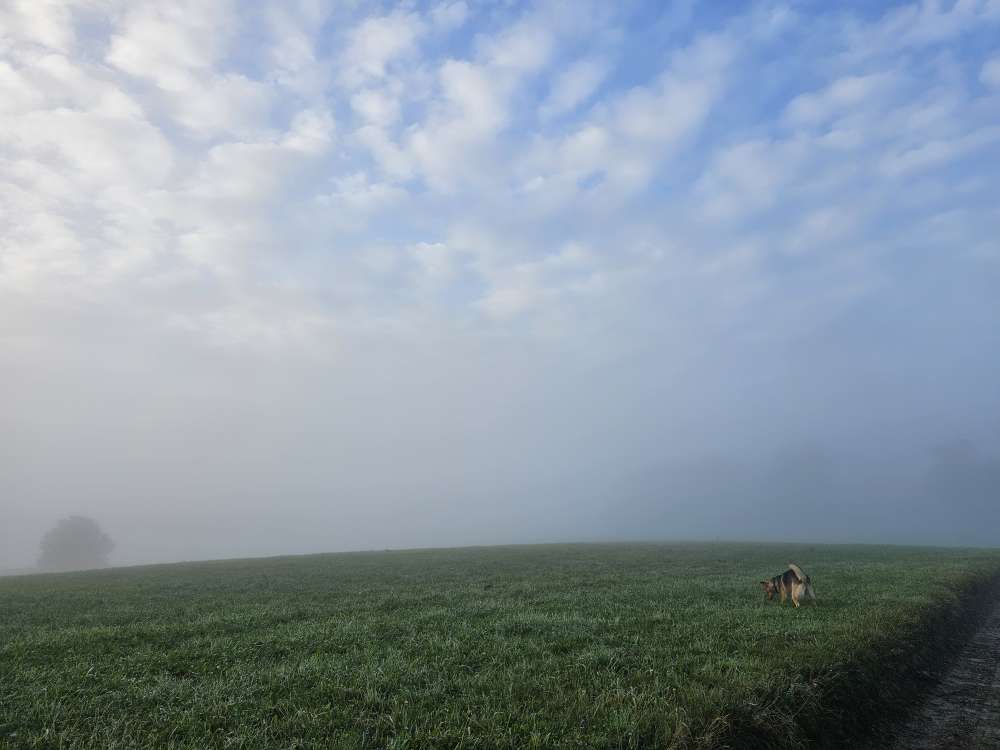 Hundetreffen-Gemeinsamer schöner Spatziergang-Profilbild