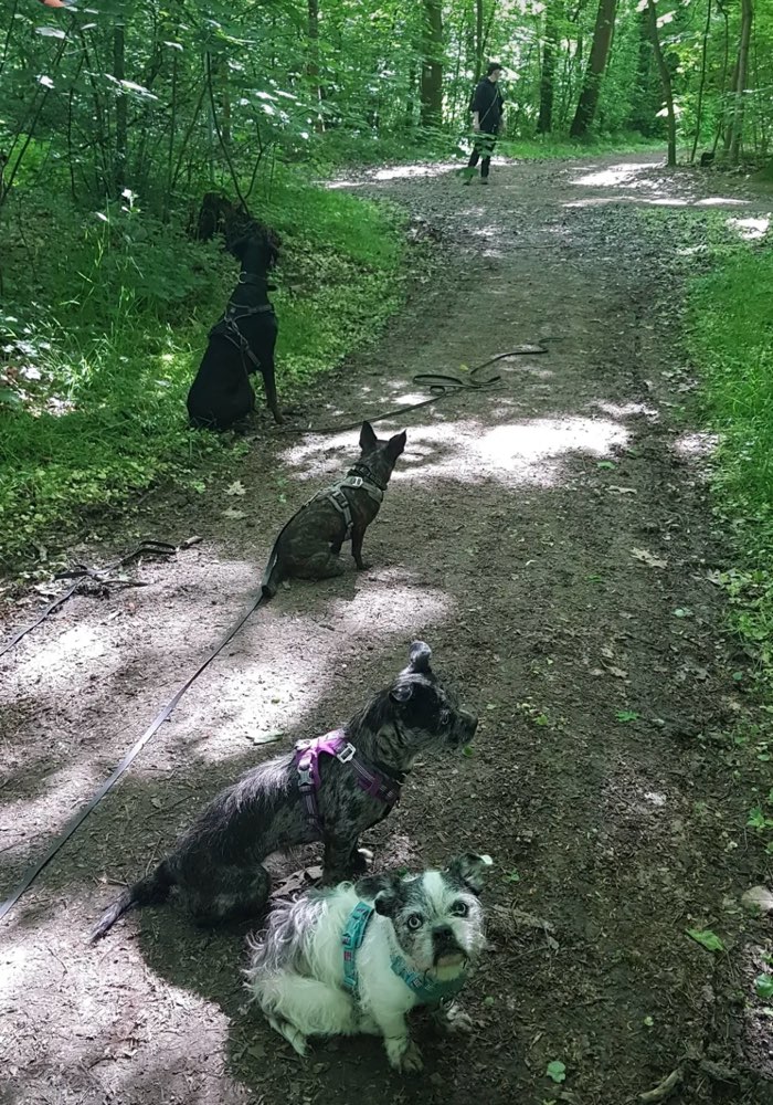 Hundetreffen-Gemeinsames Training-Profilbild